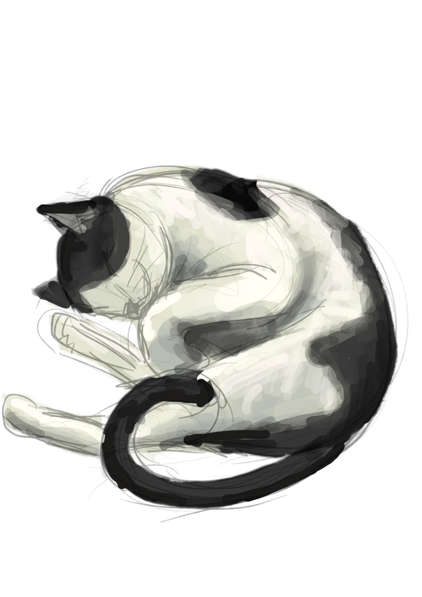 A black-and-white cat curls up asleep against a white background.